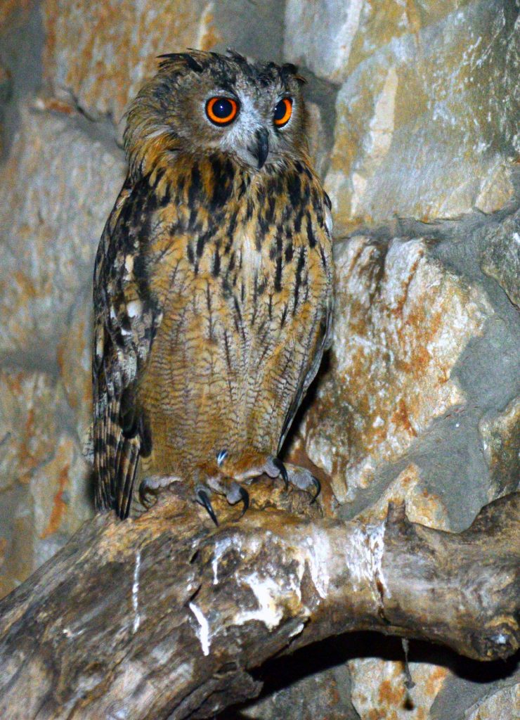 Ночной сафари в зоопарке на Мерказ Кармель