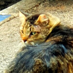 Хайфские кошки. В помощь братьям меньшим